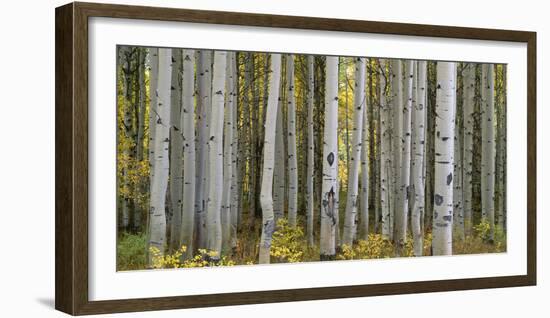 Colorado, Gunnison National Forest, Mature Grove of Quaking Aspen Displays Fall Color-John Barger-Framed Photographic Print