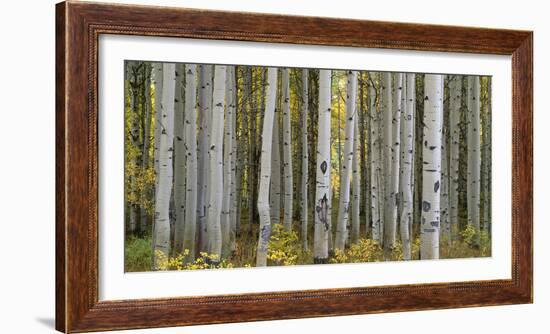 Colorado, Gunnison National Forest, Mature Grove of Quaking Aspen Displays Fall Color-John Barger-Framed Photographic Print