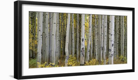 Colorado, Gunnison National Forest, Mature Grove of Quaking Aspen Displays Fall Color-John Barger-Framed Photographic Print