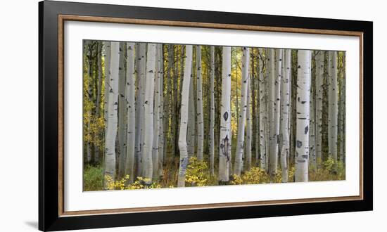 Colorado, Gunnison National Forest, Mature Grove of Quaking Aspen Displays Fall Color-John Barger-Framed Photographic Print