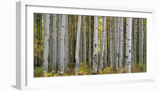 Colorado, Gunnison National Forest, Mature Grove of Quaking Aspen Displays Fall Color-John Barger-Framed Photographic Print