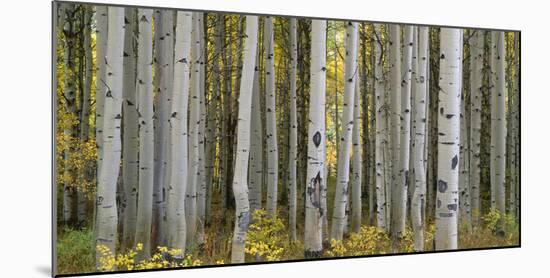 Colorado, Gunnison National Forest, Mature Grove of Quaking Aspen Displays Fall Color-John Barger-Mounted Photographic Print