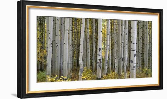 Colorado, Gunnison National Forest, Mature Grove of Quaking Aspen Displays Fall Color-John Barger-Framed Photographic Print