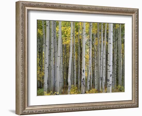 Colorado, Gunnison National Forest, Mature Grove of Quaking Aspen Displays Fall Color-John Barger-Framed Photographic Print