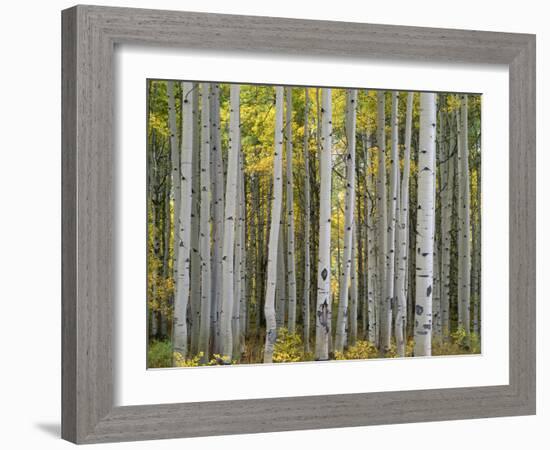 Colorado, Gunnison National Forest, Mature Grove of Quaking Aspen Displays Fall Color-John Barger-Framed Photographic Print