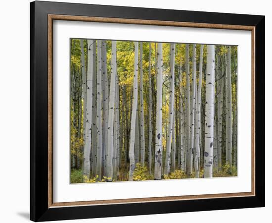 Colorado, Gunnison National Forest, Mature Grove of Quaking Aspen Displays Fall Color-John Barger-Framed Photographic Print