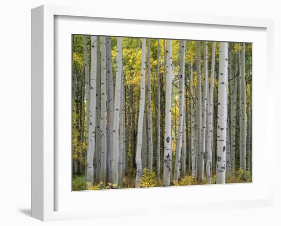 Colorado, Gunnison National Forest, Mature Grove of Quaking Aspen Displays Fall Color-John Barger-Framed Photographic Print