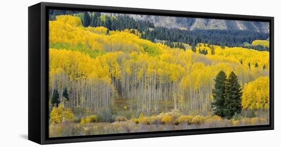 Colorado, Gunnison National Forest-John Barger-Framed Premier Image Canvas