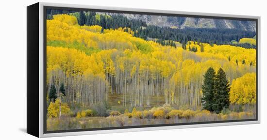 Colorado, Gunnison National Forest-John Barger-Framed Premier Image Canvas