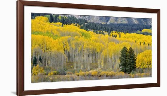 Colorado, Gunnison National Forest-John Barger-Framed Photographic Print