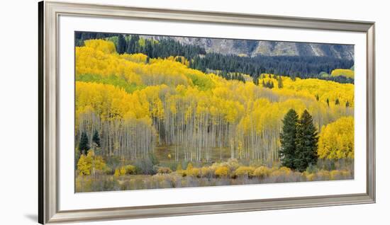 Colorado, Gunnison National Forest-John Barger-Framed Photographic Print