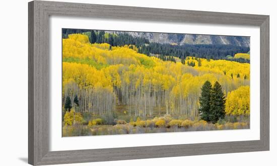 Colorado, Gunnison National Forest-John Barger-Framed Photographic Print