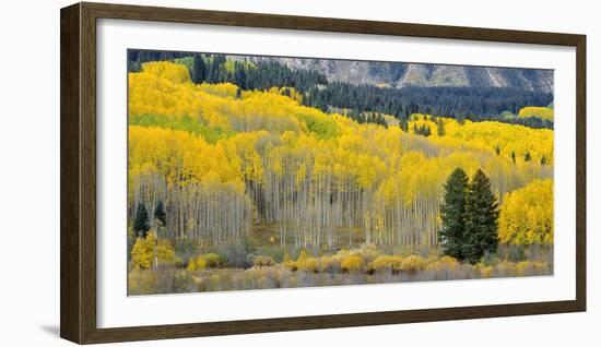 Colorado, Gunnison National Forest-John Barger-Framed Photographic Print