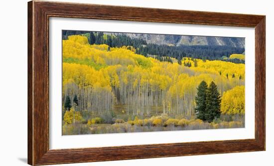 Colorado, Gunnison National Forest-John Barger-Framed Photographic Print