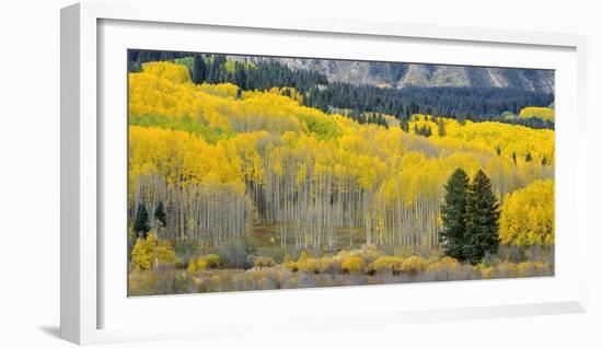 Colorado, Gunnison National Forest-John Barger-Framed Photographic Print