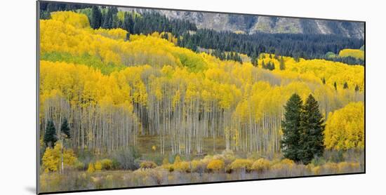 Colorado, Gunnison National Forest-John Barger-Mounted Photographic Print