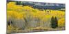 Colorado, Gunnison National Forest-John Barger-Mounted Photographic Print