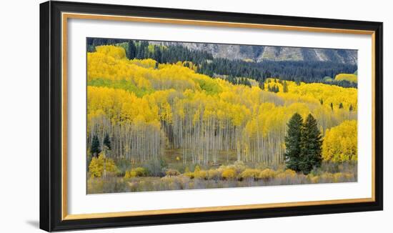 Colorado, Gunnison National Forest-John Barger-Framed Photographic Print