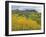 Colorado, Gunnison National Forest-John Barger-Framed Photographic Print