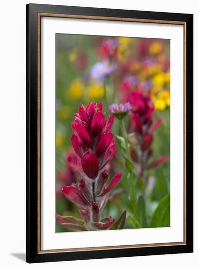 Colorado, Jones Pass, Alpine Wildflowers with Paintbrush-Judith Zimmerman-Framed Photographic Print