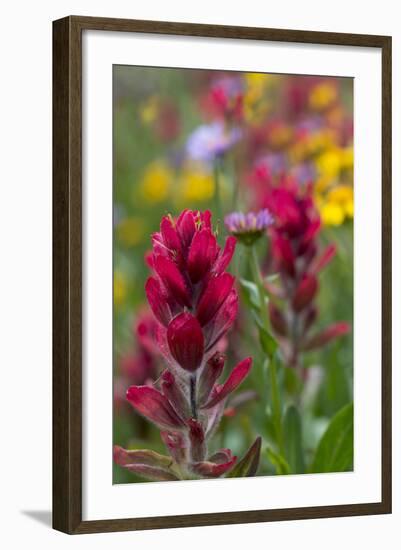 Colorado, Jones Pass, Alpine Wildflowers with Paintbrush-Judith Zimmerman-Framed Photographic Print