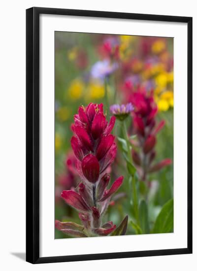 Colorado, Jones Pass, Alpine Wildflowers with Paintbrush-Judith Zimmerman-Framed Photographic Print