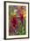 Colorado, Jones Pass, Alpine Wildflowers with Paintbrush-Judith Zimmerman-Framed Photographic Print
