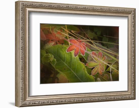 Colorado, Little Molas Lake. Frosty Edges of Fall-Colored Leaves-Jaynes Gallery-Framed Photographic Print