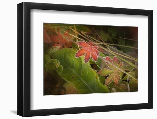 Colorado, Little Molas Lake. Frosty Edges of Fall-Colored Leaves-Jaynes Gallery-Framed Photographic Print