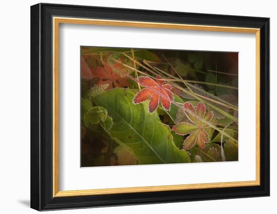 Colorado, Little Molas Lake. Frosty Edges of Fall-Colored Leaves-Jaynes Gallery-Framed Photographic Print