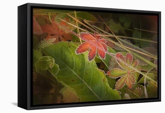 Colorado, Little Molas Lake. Frosty Edges of Fall-Colored Leaves-Jaynes Gallery-Framed Premier Image Canvas