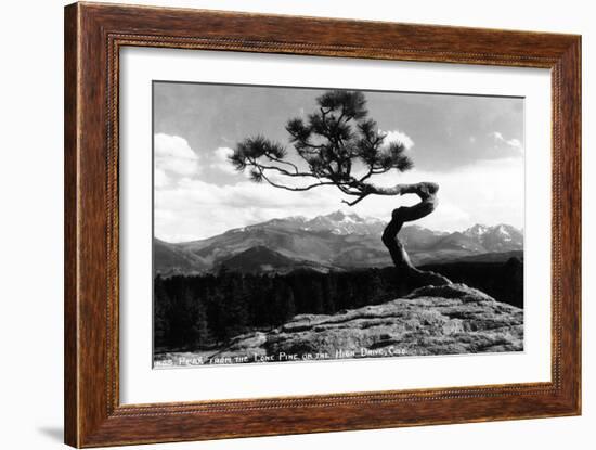 Colorado - Longs Peak from the Lone Pine on High Drive-Lantern Press-Framed Art Print