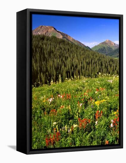 Colorado, Maroon Bells-Snowmass Wilderness. Wildflowers in Meadow-Steve Terrill-Framed Premier Image Canvas