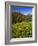 Colorado, Maroon Bells-Snowmass Wilderness. Wildflowers in Meadow-Steve Terrill-Framed Photographic Print