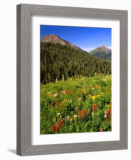 Colorado, Maroon Bells-Snowmass Wilderness. Wildflowers in Meadow-Steve Terrill-Framed Photographic Print