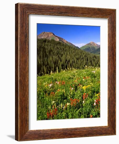 Colorado, Maroon Bells-Snowmass Wilderness. Wildflowers in Meadow-Steve Terrill-Framed Photographic Print