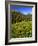 Colorado, Maroon Bells-Snowmass Wilderness. Wildflowers in Meadow-Steve Terrill-Framed Photographic Print