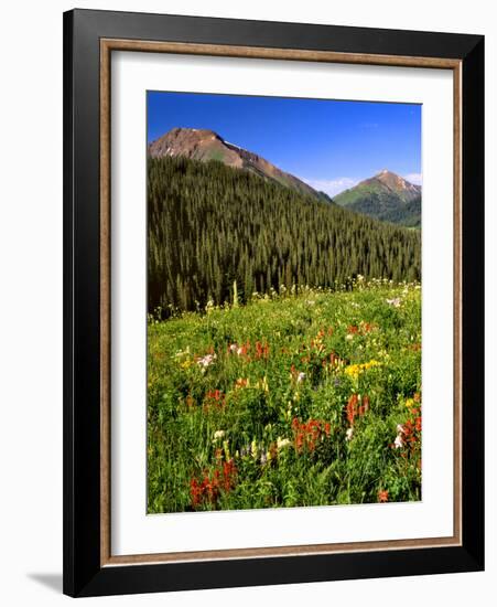 Colorado, Maroon Bells-Snowmass Wilderness. Wildflowers in Meadow-Steve Terrill-Framed Photographic Print