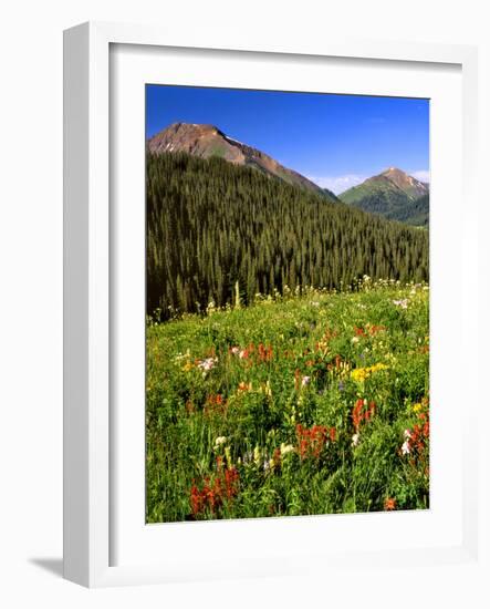 Colorado, Maroon Bells-Snowmass Wilderness. Wildflowers in Meadow-Steve Terrill-Framed Photographic Print