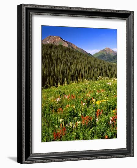 Colorado, Maroon Bells-Snowmass Wilderness. Wildflowers in Meadow-Steve Terrill-Framed Photographic Print