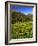 Colorado, Maroon Bells-Snowmass Wilderness. Wildflowers in Meadow-Steve Terrill-Framed Photographic Print