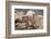 Colorado, Mt. Evans. Mountain Goat Kids Playing-Jaynes Gallery-Framed Photographic Print