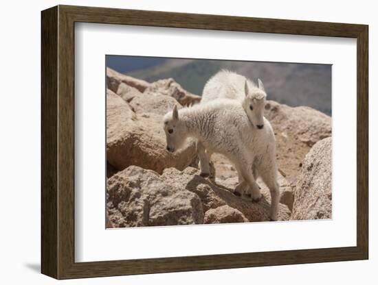 Colorado, Mt. Evans. Mountain Goat Kids Playing-Jaynes Gallery-Framed Photographic Print