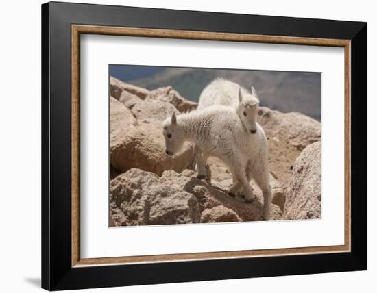 Colorado, Mt. Evans. Mountain Goat Kids Playing-Jaynes Gallery-Framed Photographic Print