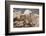 Colorado, Mt. Evans. Mountain Goat Kids Playing-Jaynes Gallery-Framed Photographic Print