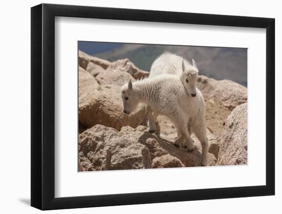 Colorado, Mt. Evans. Mountain Goat Kids Playing-Jaynes Gallery-Framed Photographic Print