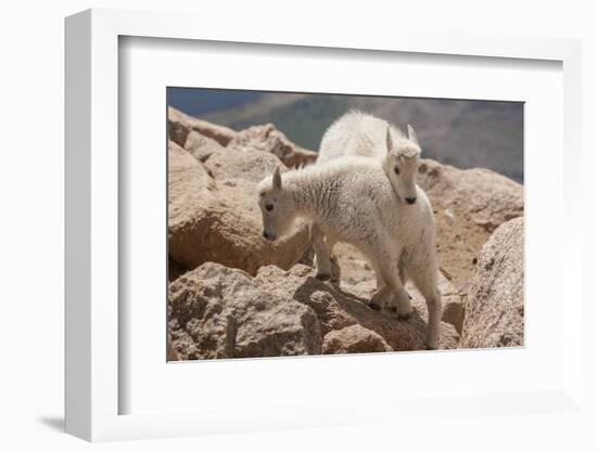 Colorado, Mt. Evans. Mountain Goat Kids Playing-Jaynes Gallery-Framed Photographic Print