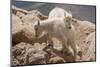 Colorado, Mt. Evans. Mountain Goat Kids Playing-Jaynes Gallery-Mounted Photographic Print