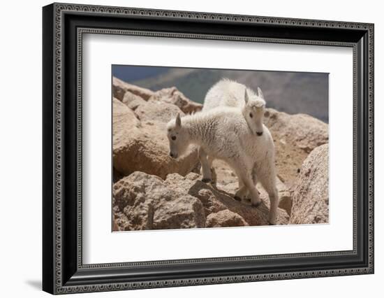 Colorado, Mt. Evans. Mountain Goat Kids Playing-Jaynes Gallery-Framed Photographic Print