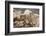 Colorado, Mt. Evans. Mountain Goat Kids Playing-Jaynes Gallery-Framed Photographic Print